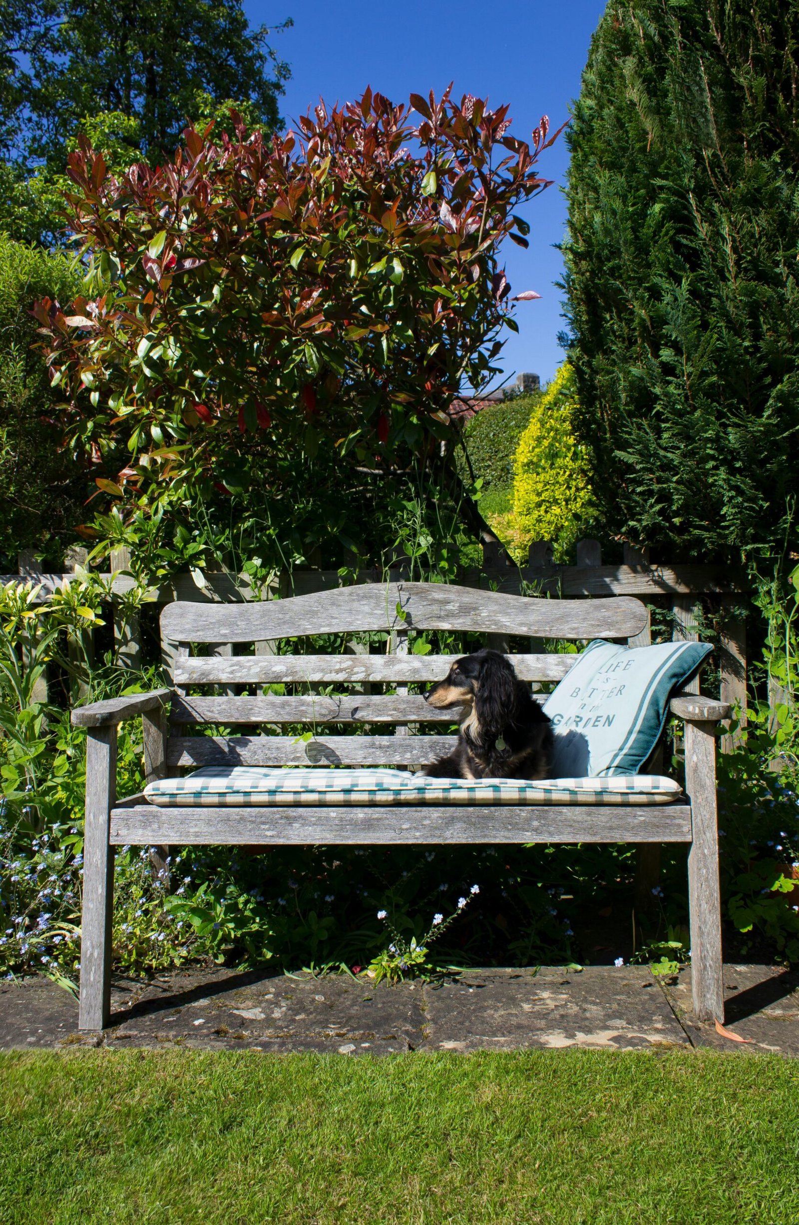 the image shows a dog sat on a bench in a sunkissed garden