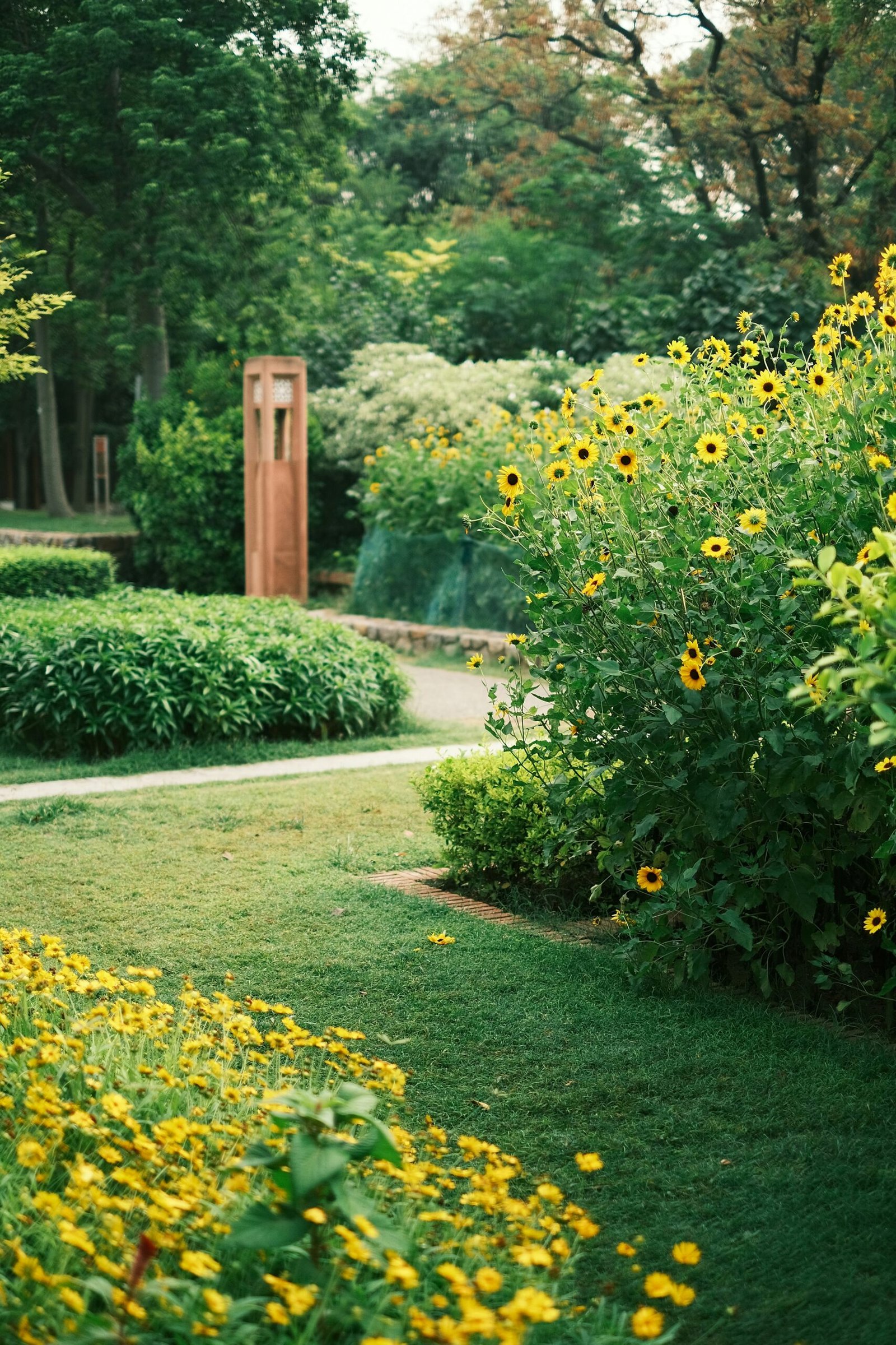 the image shows an idyllic garden with bright yellow flowers