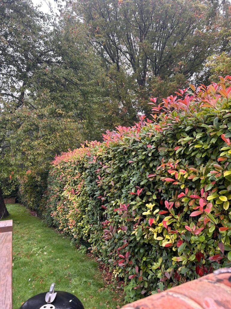 the image shows a hedge with autumnal colours throughout while being neatly trimmed