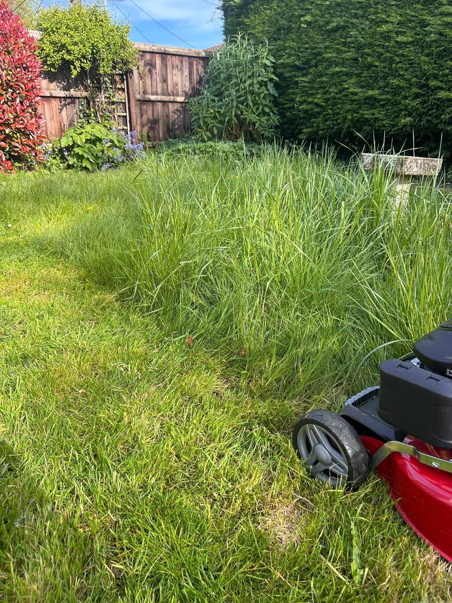 image shows someone mowing a lawn down to a short and healthy level