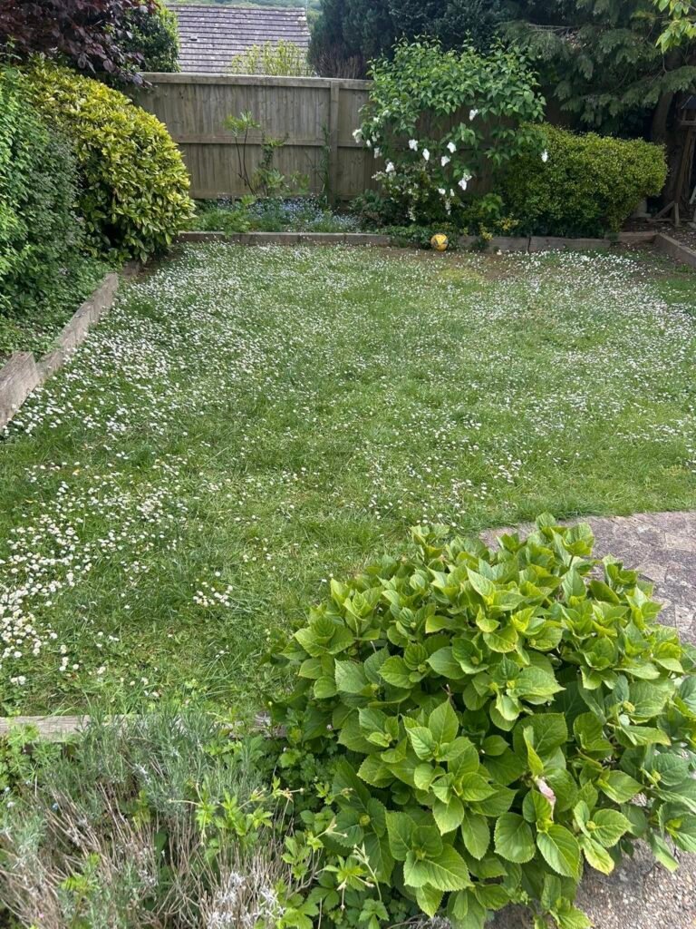 this image shows a pollinator lawn that has been kept with the flowers in to allow of the support to local nature