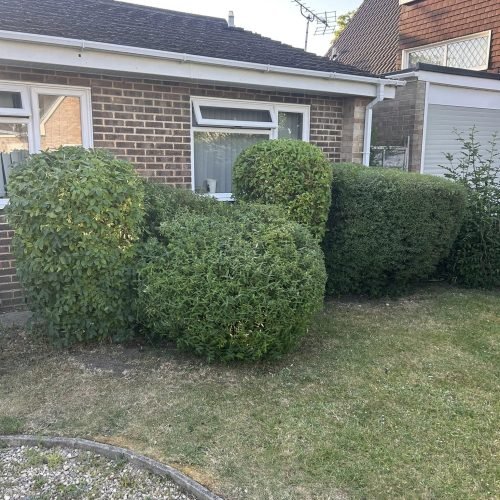 this shows neatly trimmed hedges