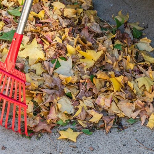 this shows autumnal leaves being raked up